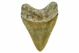 Fossil Megalodon Tooth - North Carolina #378089-1